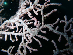 Hippocampus bargibanti