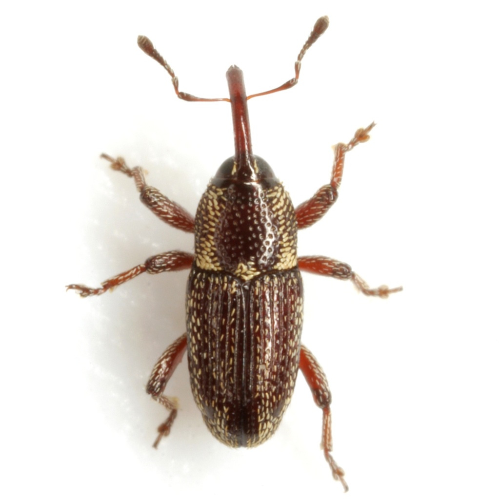 Nicentrus saccharinus
