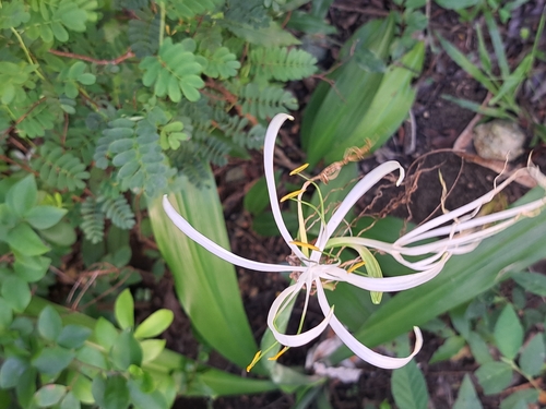Spider Lily (Hymenocallis fragrans)