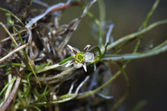 Ranunculus limosella