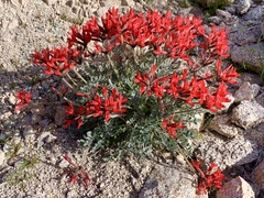 Astragalus coccineus
