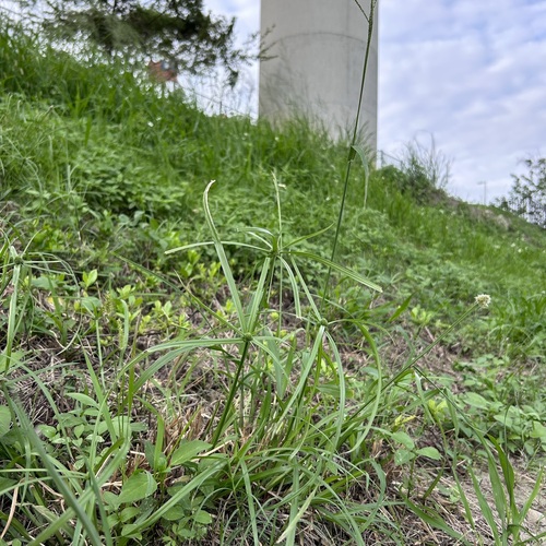 Cyperus aromaticus iNat (3)