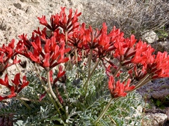 Astragalus coccineus