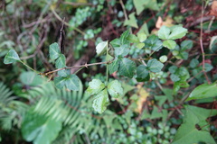 Eleutherococcus trifoliatus setosus