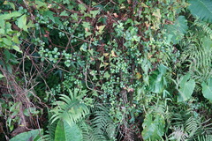 Eleutherococcus trifoliatus setosus
