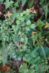 Eleutherococcus trifoliatus setosus