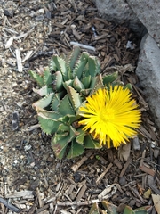 Faucaria