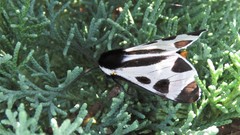 Dysschema centenaria