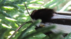 Dysschema centenaria