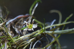 Ranunculus limosella