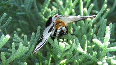 Dysschema centenaria