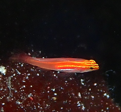 Blackbelly Dwarfgoby photo 3