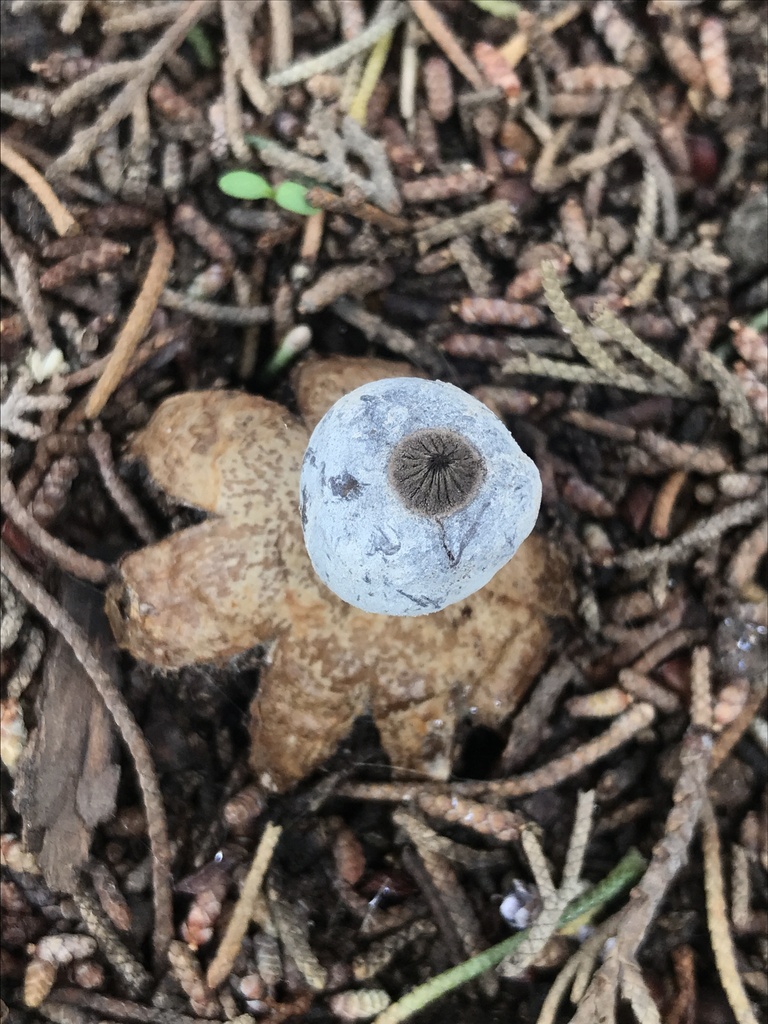 Geastrum glaucescens · November 2023 · photo: © tutitah (iNaturalist, cc0)