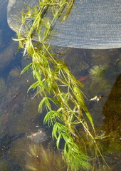 Ceratophyllum demersum image