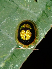 Charidotis porosula