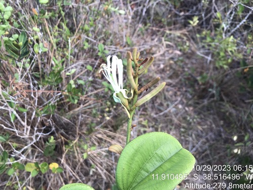 Miroró (Bauhinia corifolia)