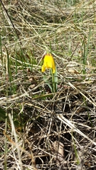Fritillaria pudica