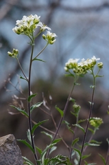 Draba ramosissima
