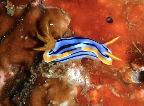 Streaked Chromodoris