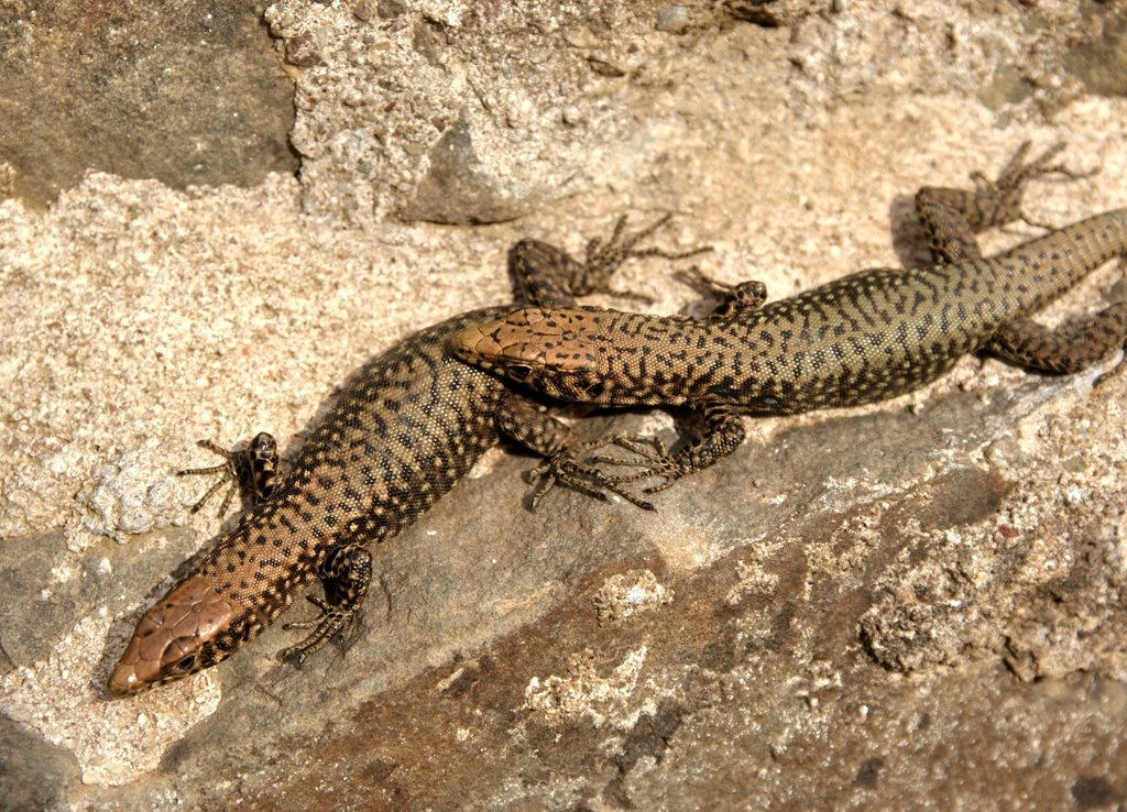 Greek Rock Lizard in April 2011 by Wolfgang Ahlmer · iNaturalist