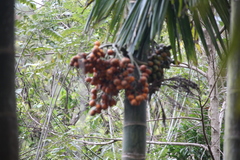 Areca catechu
