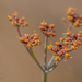 Foeniculum sanguineum - Photo (c) Paulo Rocha, some rights reserved (CC BY-NC), uploaded by Paulo Rocha