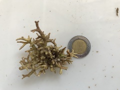 Amphiroa hancockii