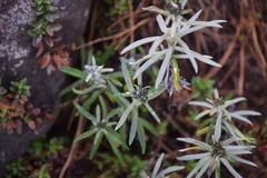 Gnaphaliothamnus salicifolius