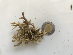 Amphiroa hancockii