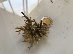 Amphiroa hancockii