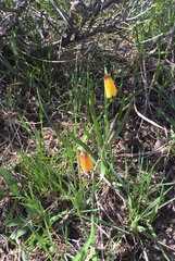 Fritillaria pudica