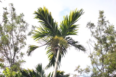 Areca catechu