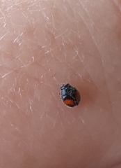 Diomus notescens