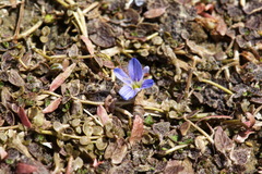 Veronica lilliputiana