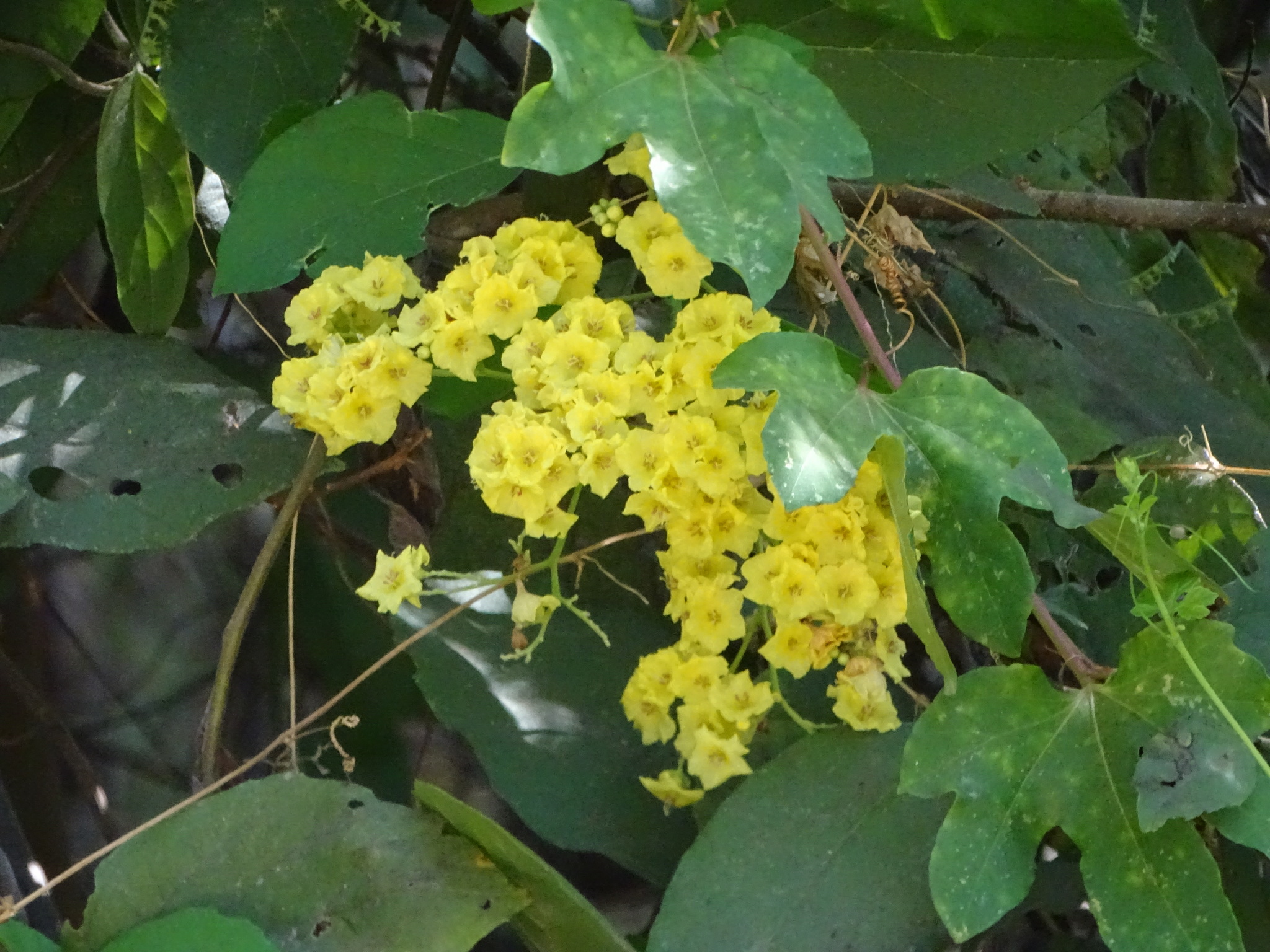 Cordia dentata