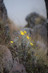 Senecio mairetianus