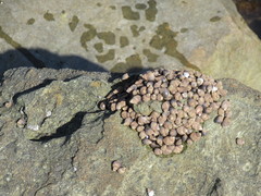 Austrolittorina cincta