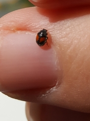 Diomus notescens