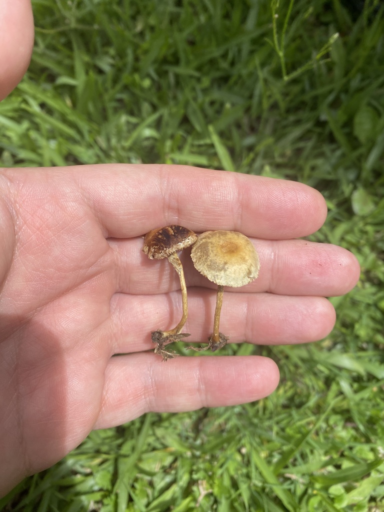 Agrocybe pediades · November 2023 · photo: © carancho (iNaturalist, cc-by)