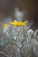 Senecio mairetianus