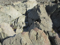 Austrolittorina cincta