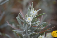 Senecio mairetianus