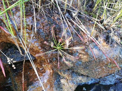 Drosera capensis