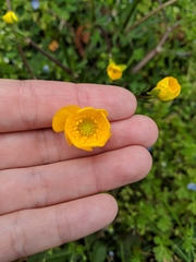 Ranunculus bulbosus