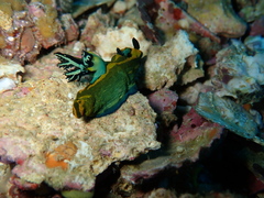Tambja olivaria