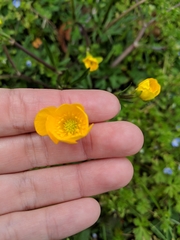 Ranunculus bulbosus