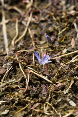 Veronica lilliputiana