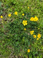 Ranunculus bulbosus