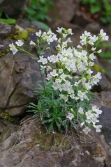Draba ramosissima