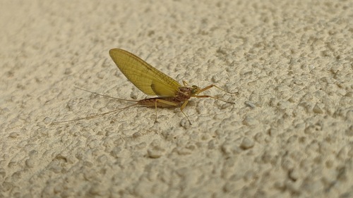 Heptagenia flava